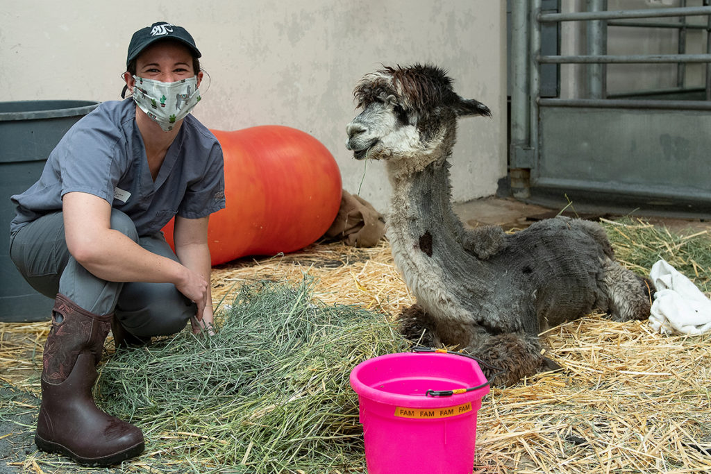 Dr. Catherine Krus, cares for “Rose,” a 3-year-old alpaca suffering with tick paralysis.