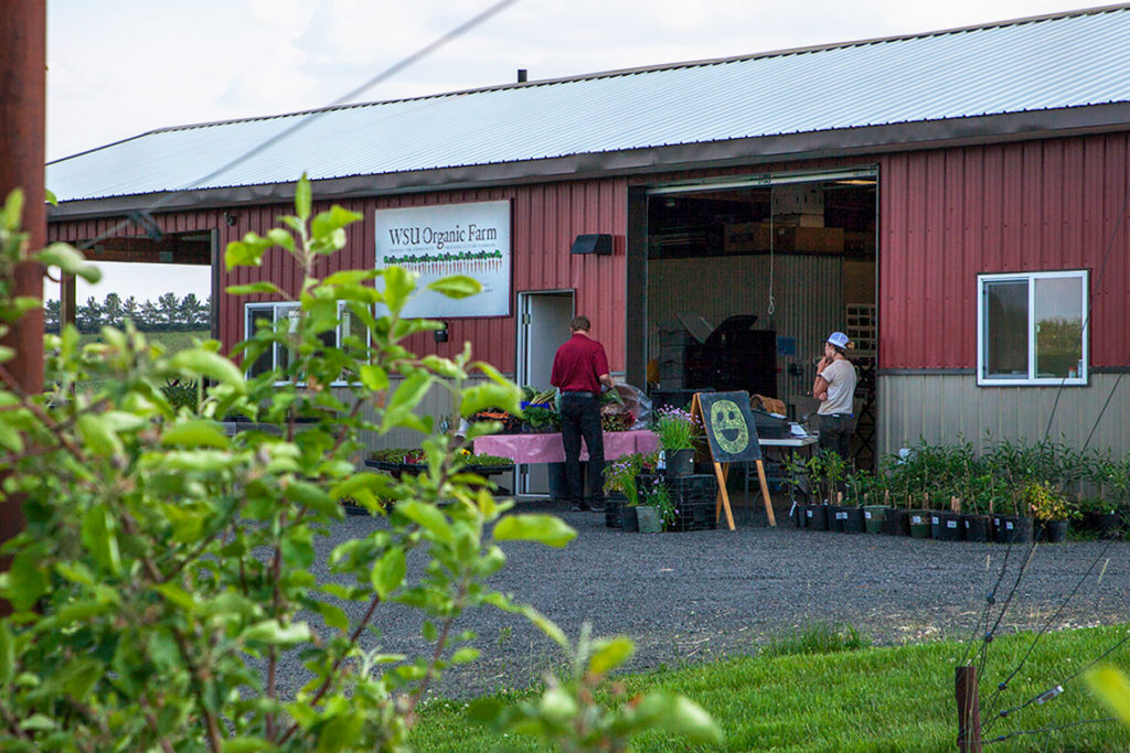 WSU's Organic Farm.