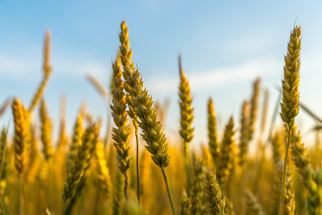 Closeup of a wheat field.