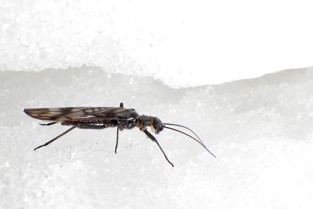 Closeup of a small mountain fly on the snow.