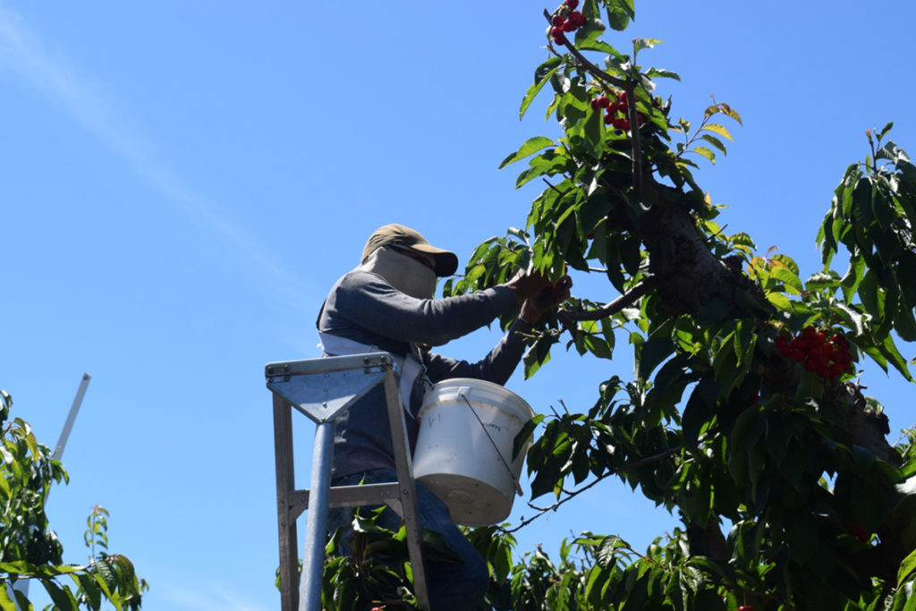 A worker picking cherries.