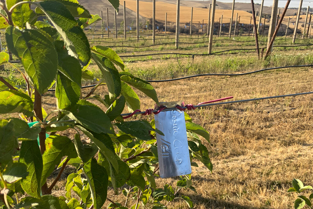 Tag identifying a Cosmic Crisp apple tree at the WSU Horticulture Center. Tags are needed due to the number of varieties grown at the orchard.