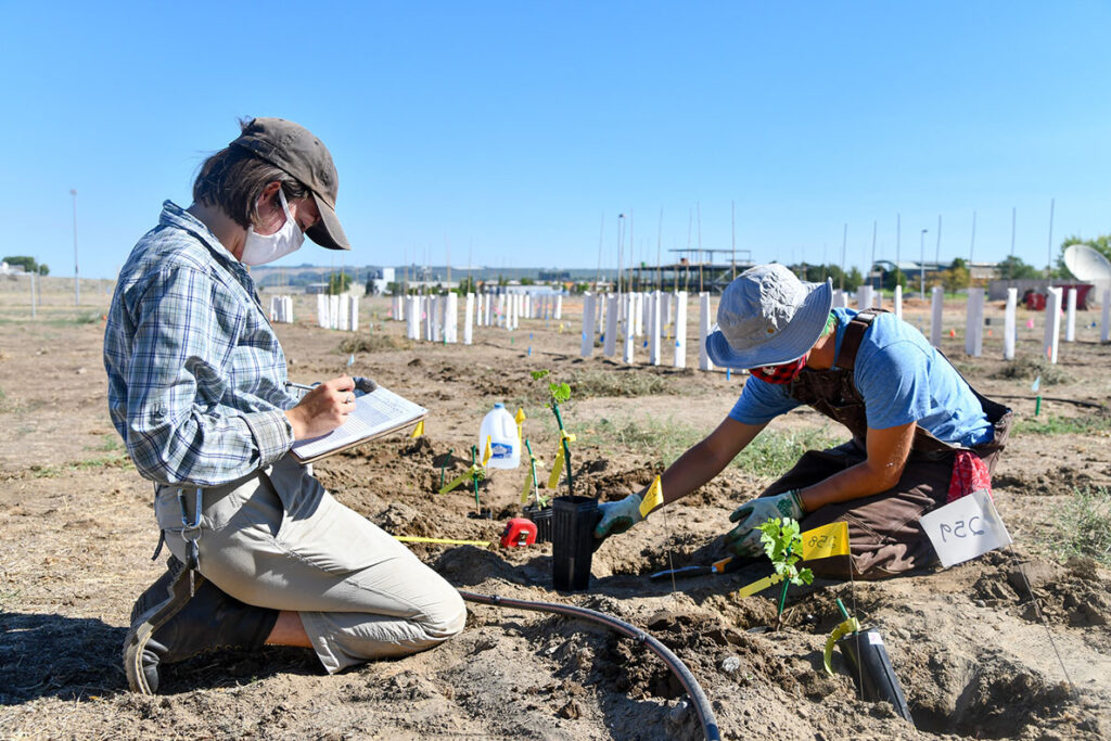 Students plant wine grape plants