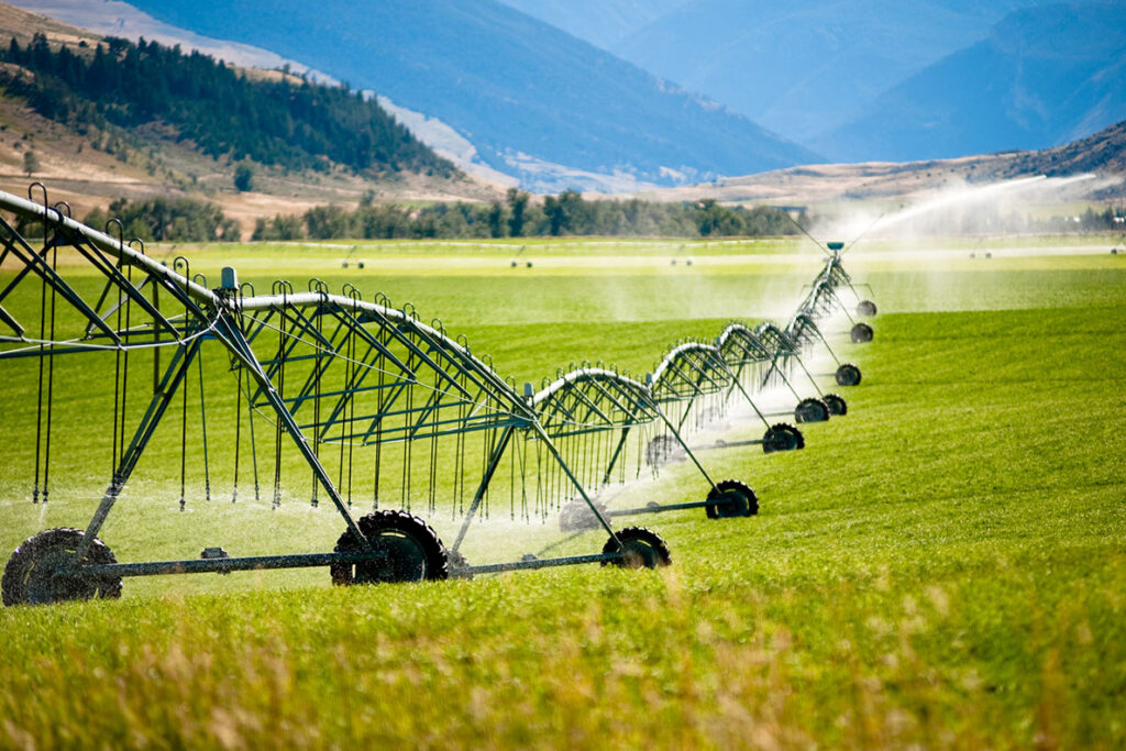Sprinklers irrigating an agricultural field.