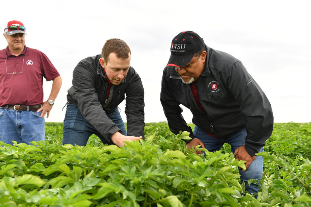 Faculty, students and college leadership look at potatoes in the field.