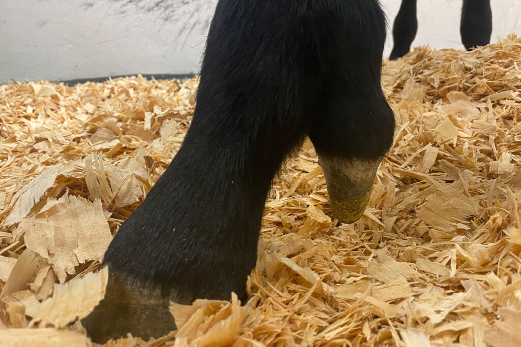 A close-up of Cinco’s fifth hoof.