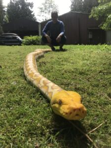 Woman kneeling next to large snake in grass.
