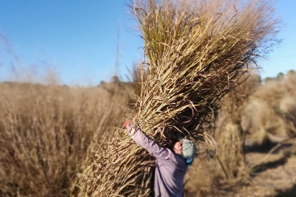 A field technician wrestles with a large switchgrass plant