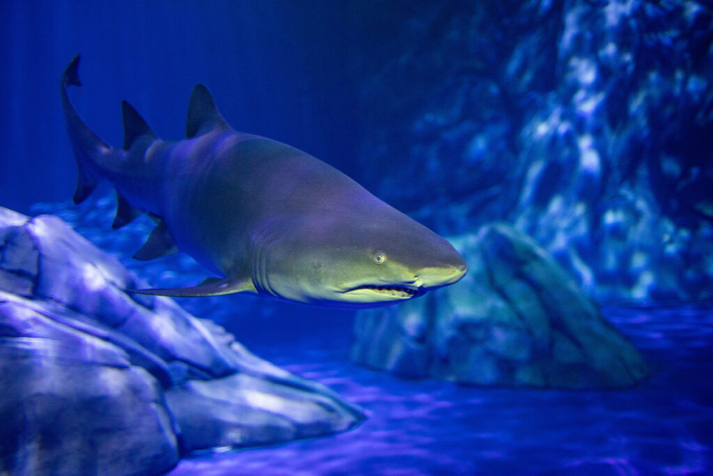 A shark swims through an aquarium