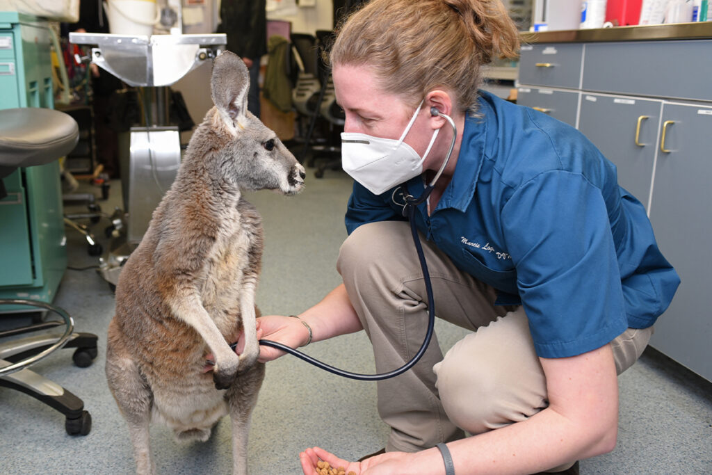 A veterinarian examining a kangaroo.
