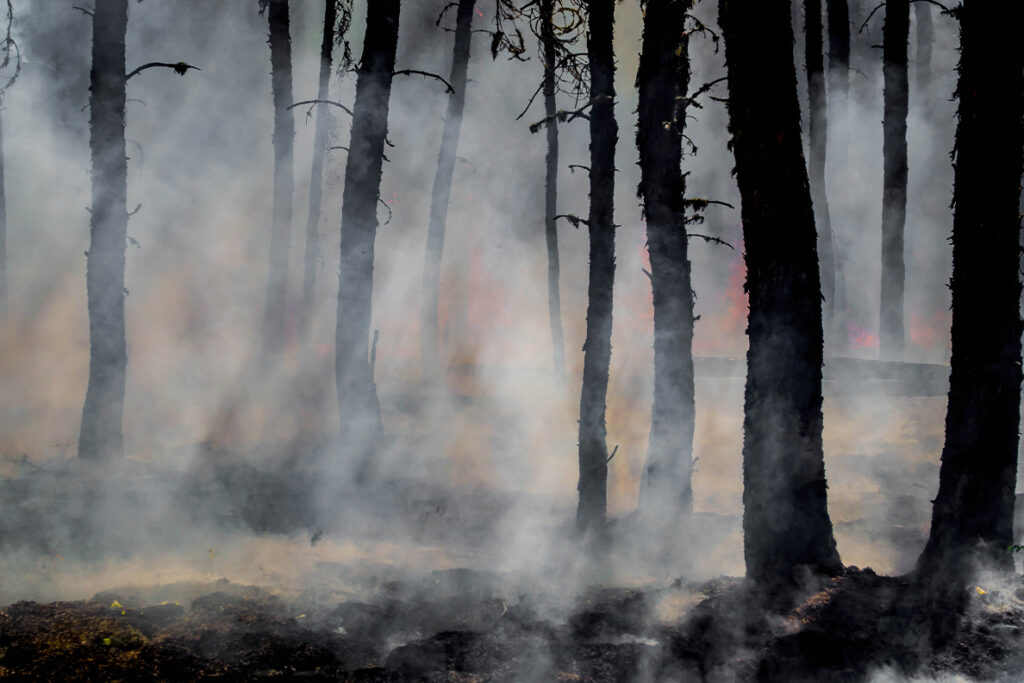 Smoke and flames from a forest fire.