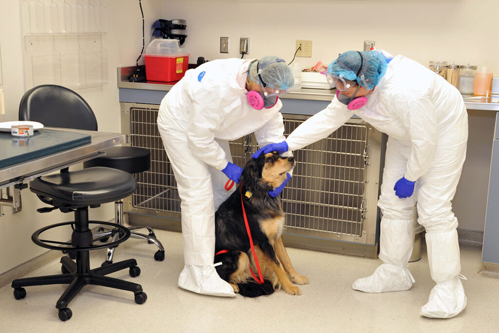 A dog is treated by Veterinary Teaching Hospital staff wearing protective gear