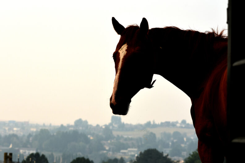 WSU veterinarians Smoke harmful to pets, too WSU Insider