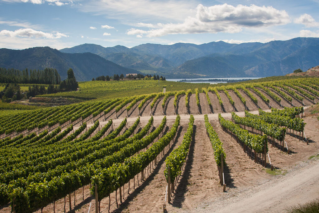 Vineyards found along the shores of Lake Chelan.