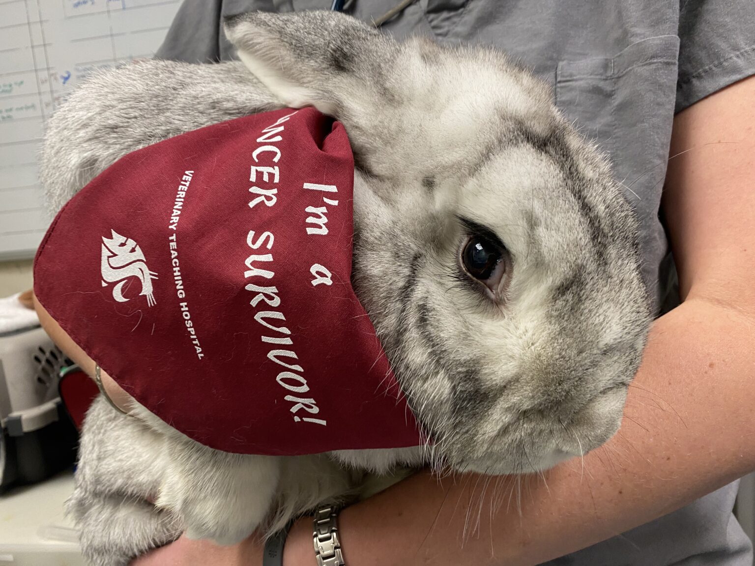 Rabbit travels from Seattle for life‑saving treatment | WSU Insider ...