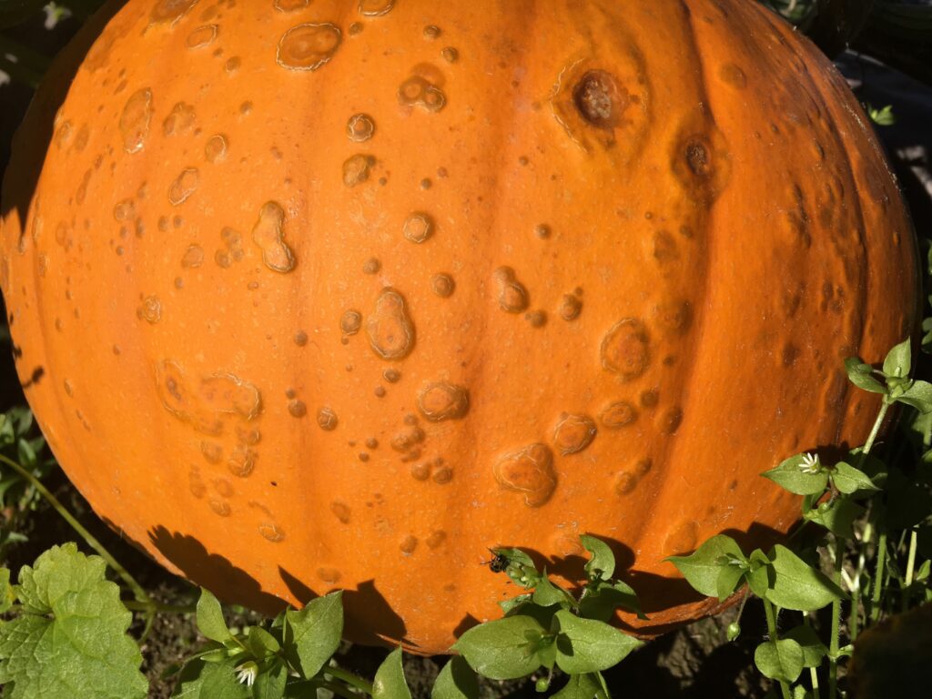 Warts cover a pumpkin infected with a bacterium, Pseudomonas syringae