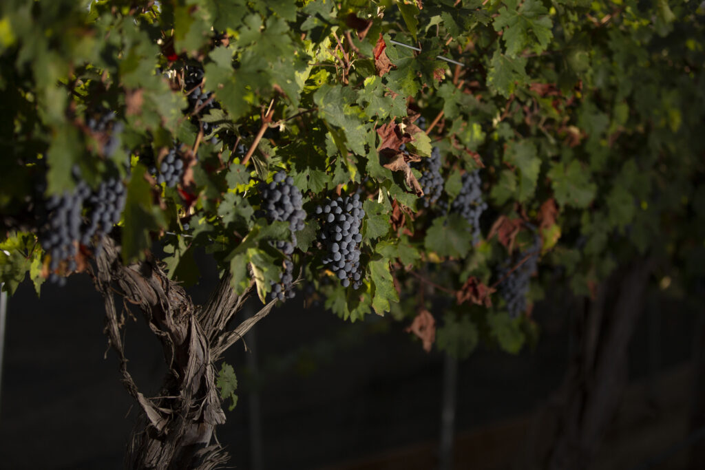 Grape-laden grape vines