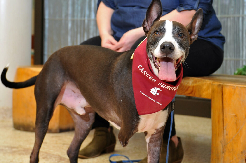 Closeup of Oakley at the Veterinary Teaching Hospital