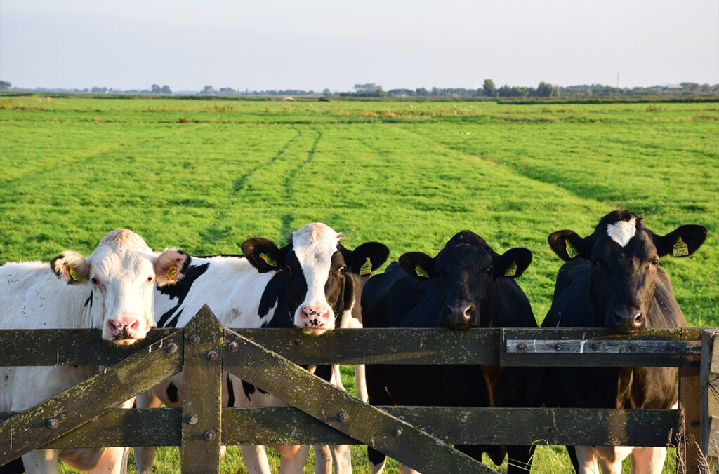 Four cows in a green pasture looking over a fence.