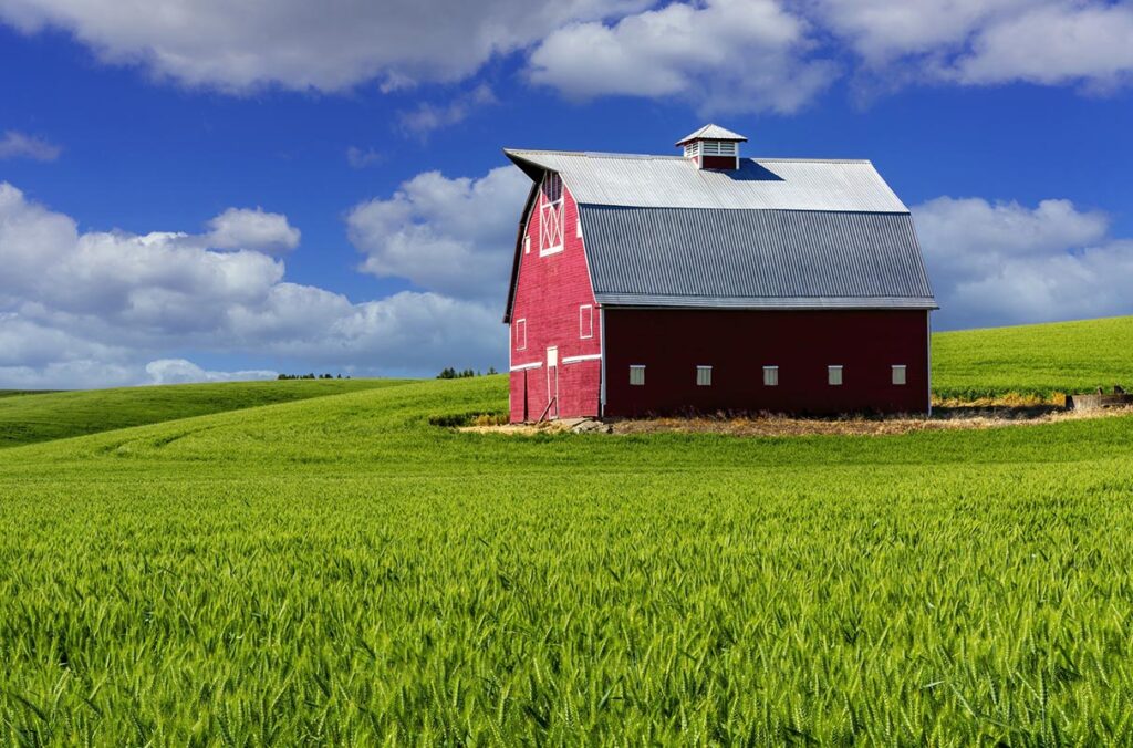 A classic red barn standing in the middle of a green wheat field in the Palouse.