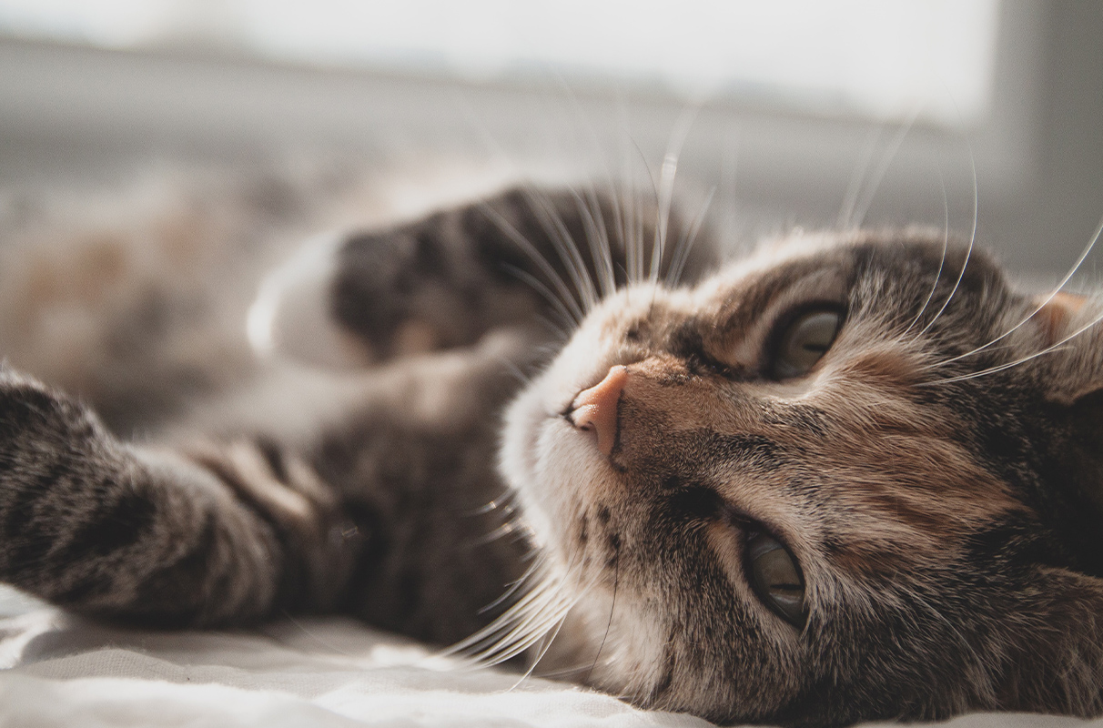 View of Highly emotional people drawn to cats for stress relief programs | WSU ...