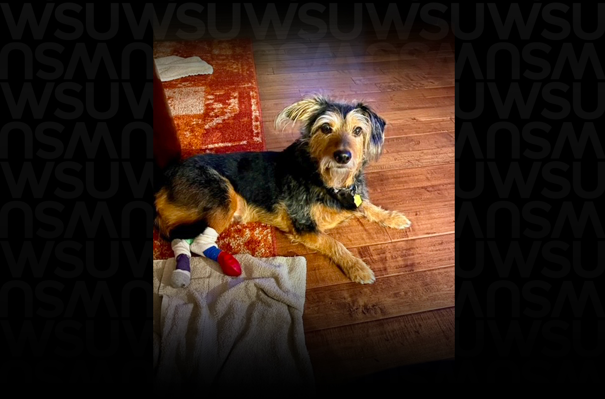 WSU veterinarians help dog walk WSU Insider Washington State University