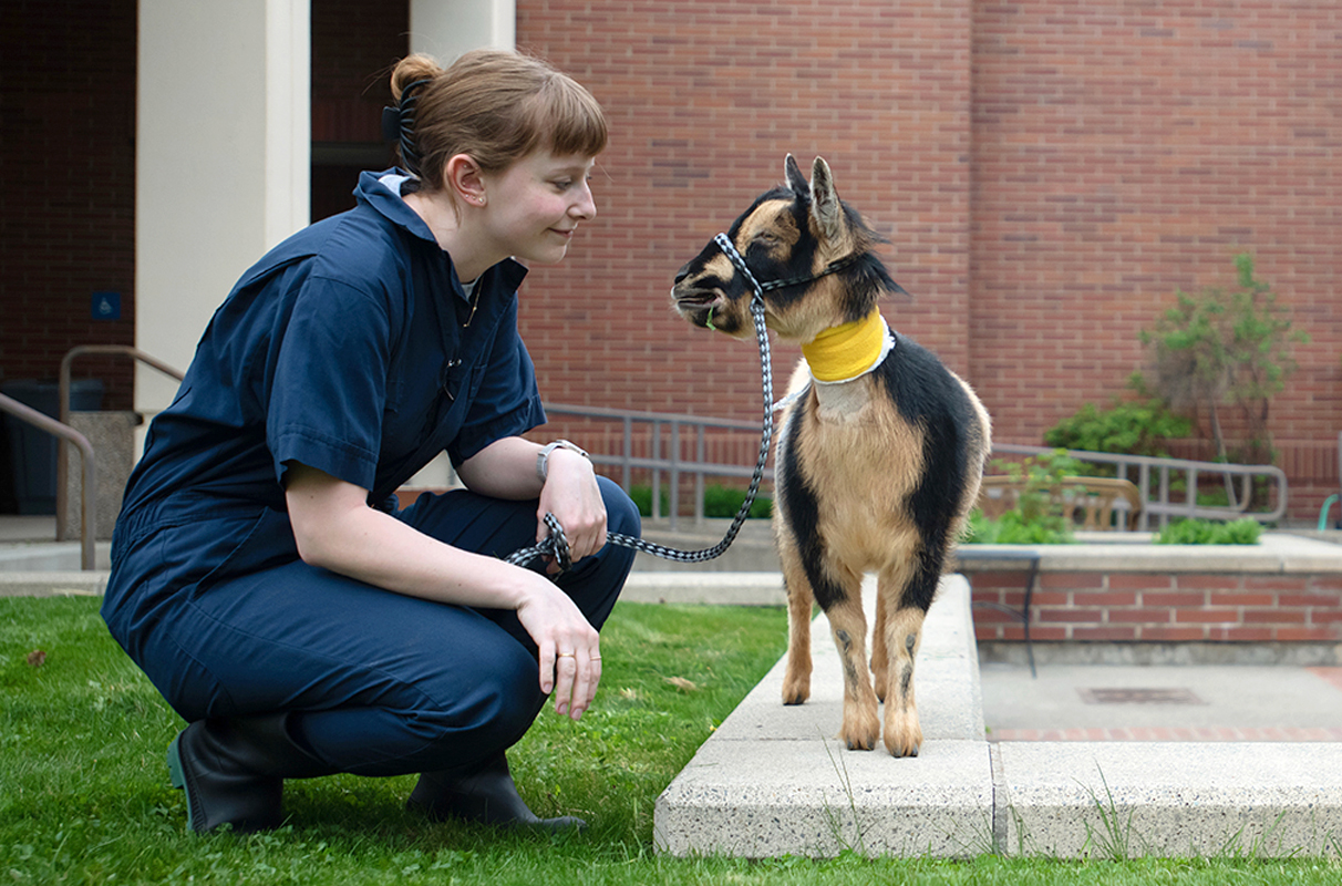 Internship offers in‑clinic veterinary experience to undergraduates WSU Insider Washington