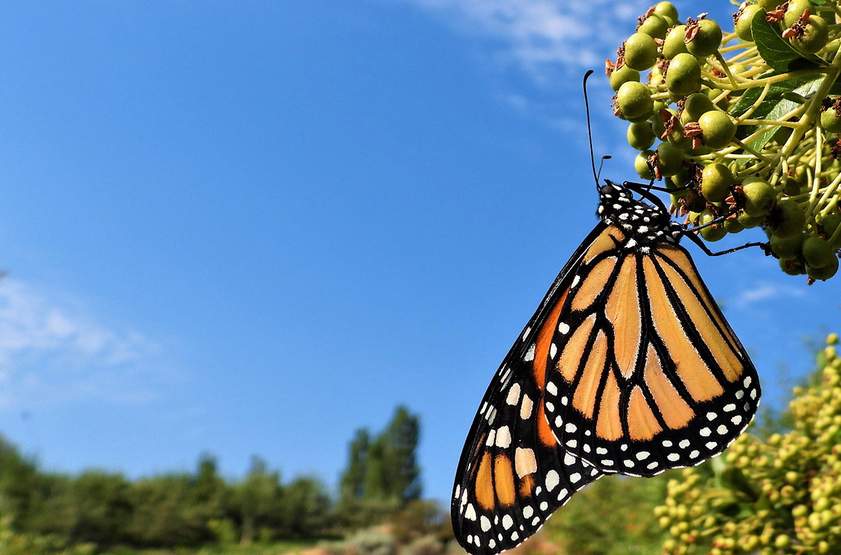 winter-breeding-offers-lifeline-for-monarch-butterflies-in-northern
