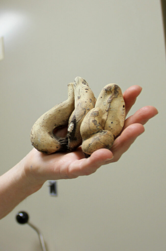 A hand holding Xylaria polymorpha, better known as "Dead Man's Fingers."