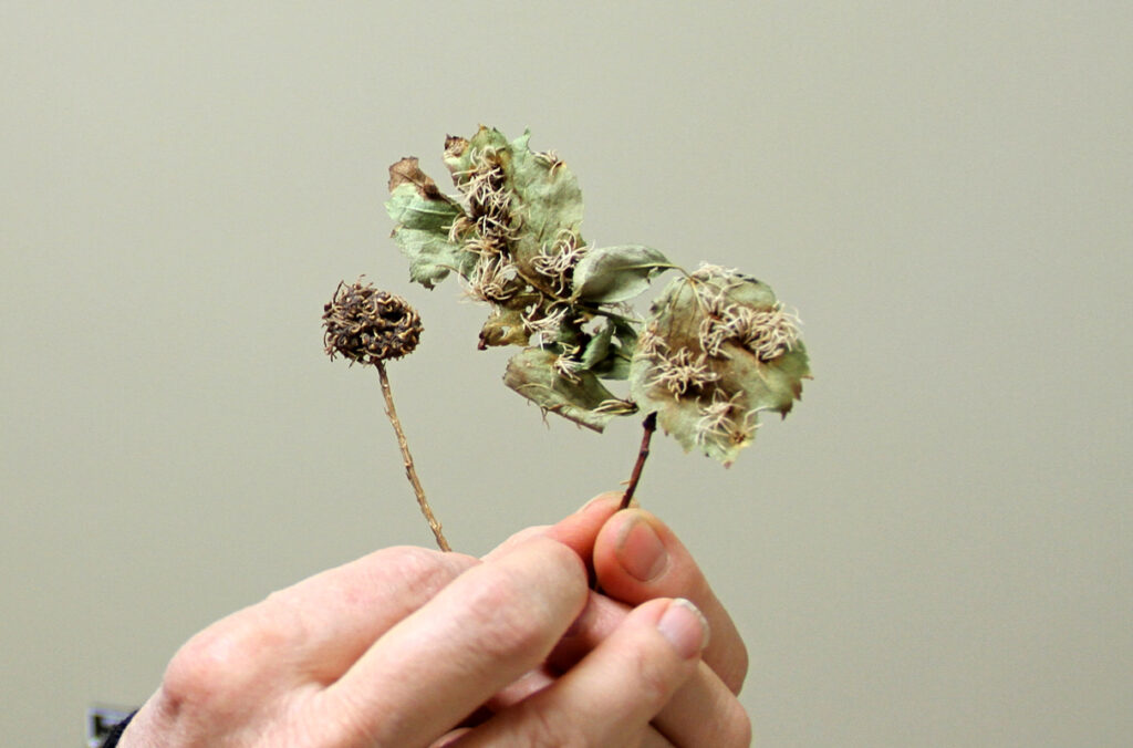 Hands holding specimens of Cedar-Apple rust at two different life stages.