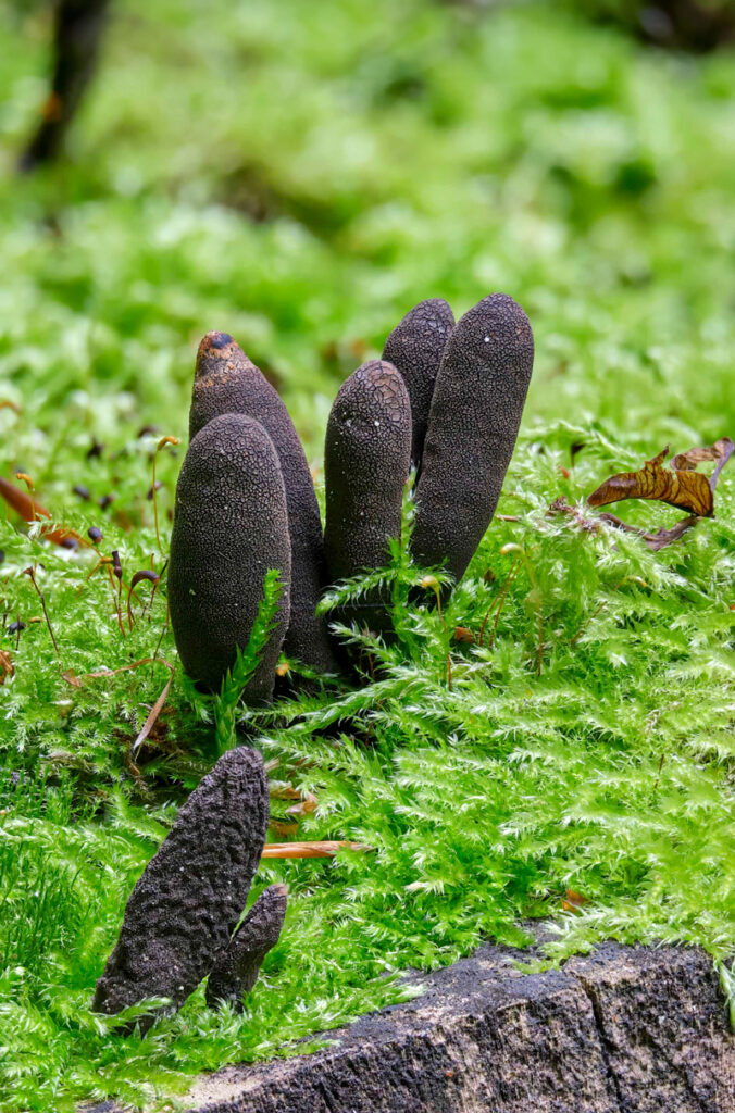 Closeup of the forest fungi, Xylaria polymorpha, better known as "Dead Man's Fingers."