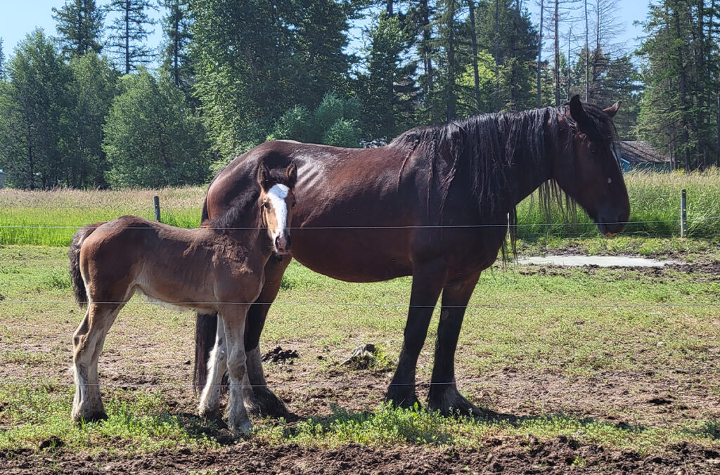 Two horses standing near a fence in a pasture.