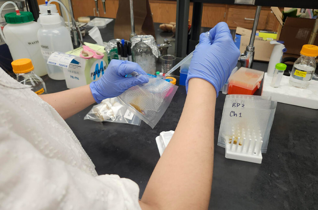 Valeria Parada Giacoman, works in a lab in Clark Hall.