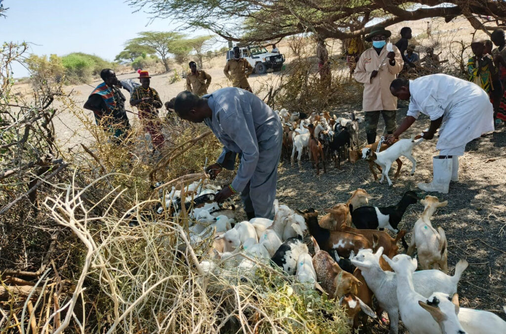 Veterinary professionals vaccinate goats in Marsabit County, Kenya.