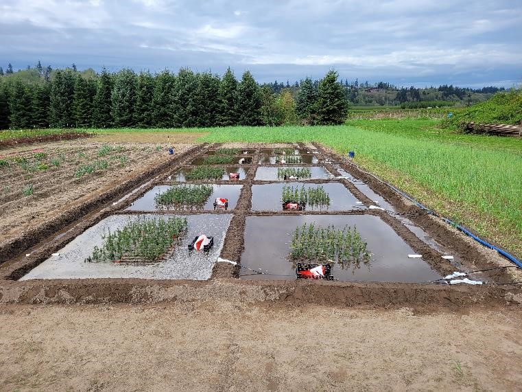 An experimental field for Christmas trees at WSU Puyallup.