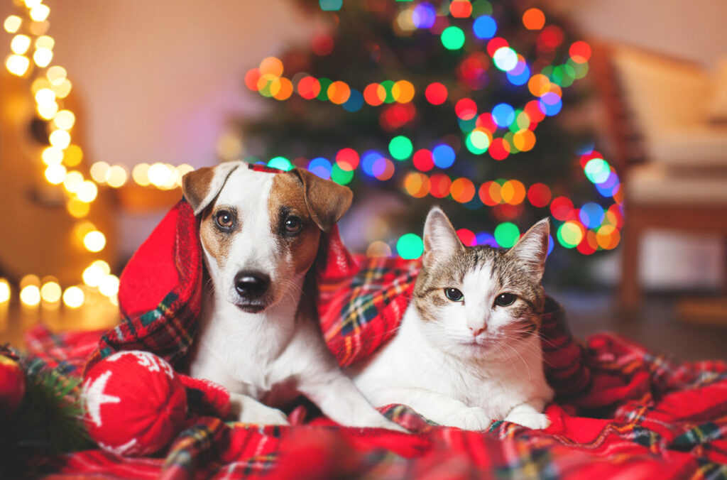 A dog and a cat under a blanket in front of a Christmas tree.