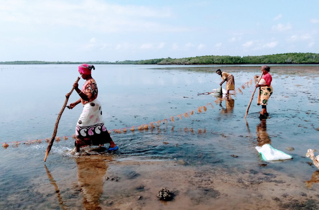 Women working together to "plant" a line of algae, a sustainable alternative to fishing.