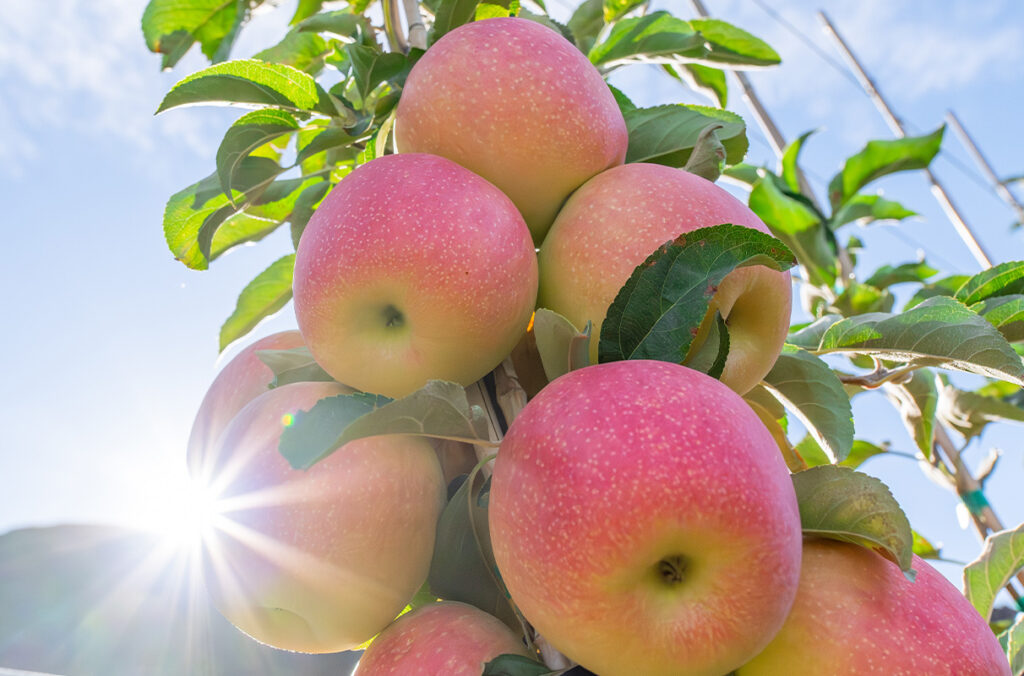 A closeup of Sunflare apples growing in an orchard. Sunlight peeks through the bottom left corner.