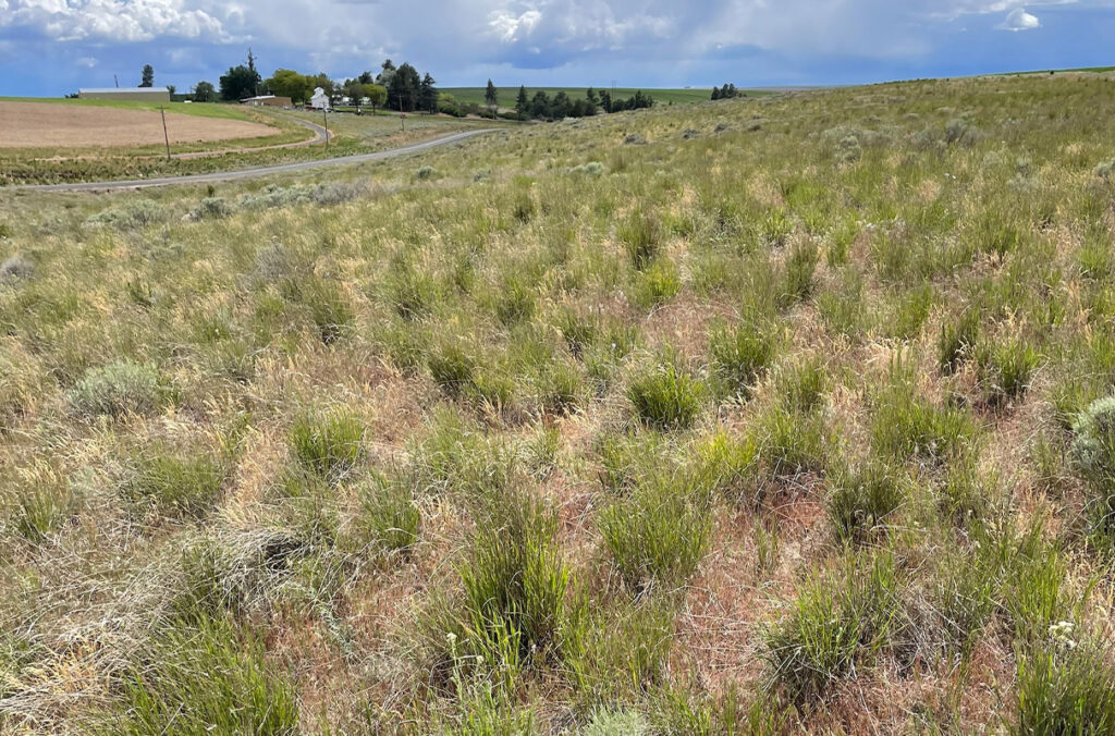 Closeup of Conservation Reserve Program land at WSU’s Lind Dryland Research.