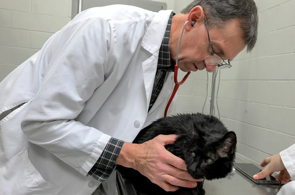 Dr. Rance Sellon examining a black cat on a metal exam table.