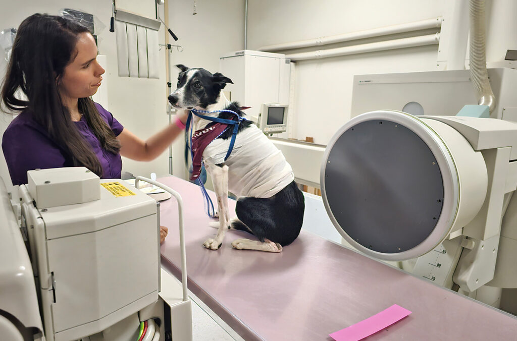 A veterinarian examines a black and white dog to confirm its throat injury has properly healed.