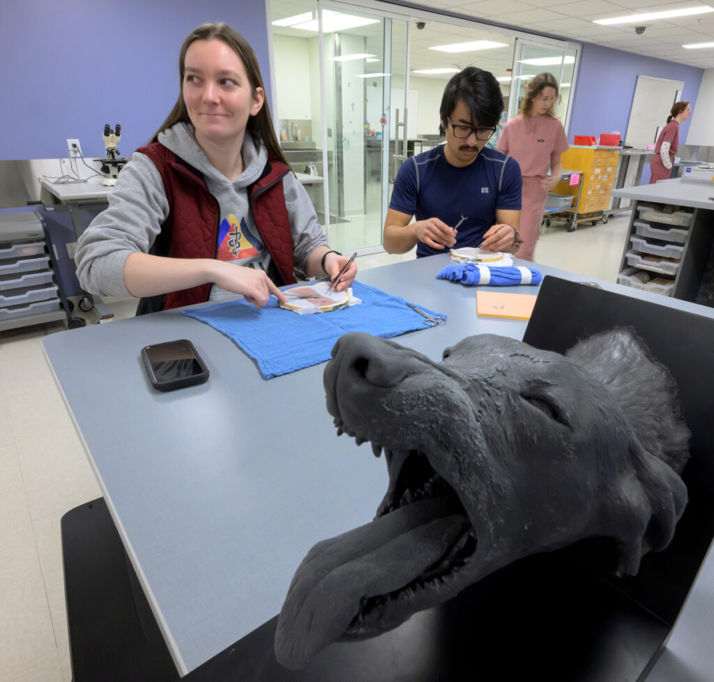 Two veterinary students sitting at a table practicing sutures.