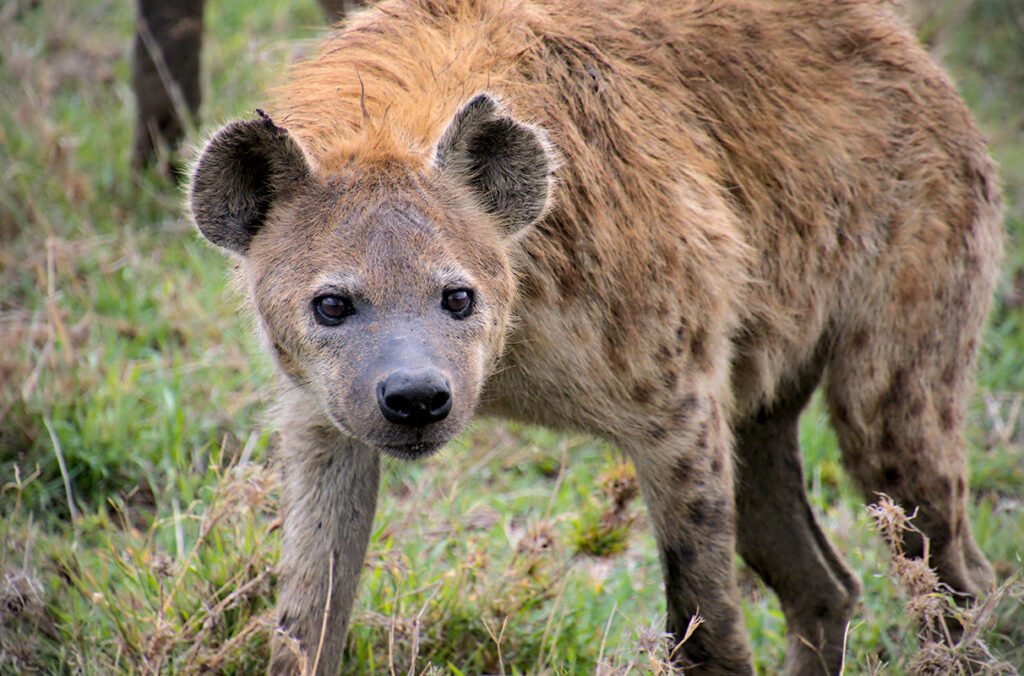 Closeup of a hyena.