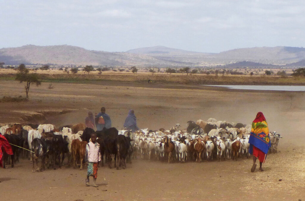 People tending to a herd of livestock in Tanzania.
