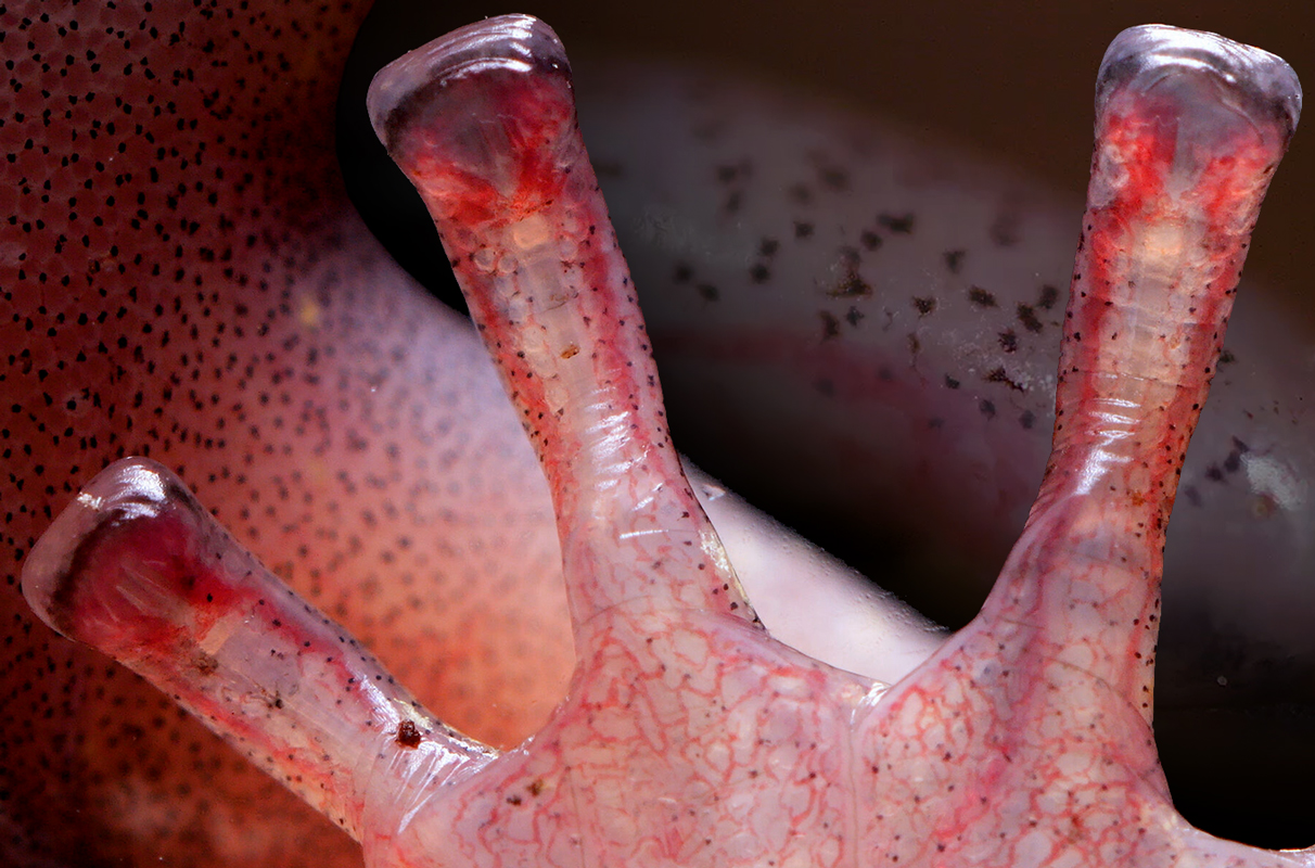 Blood-powered toes give salamanders an arboreal edge | WSU Insider ...