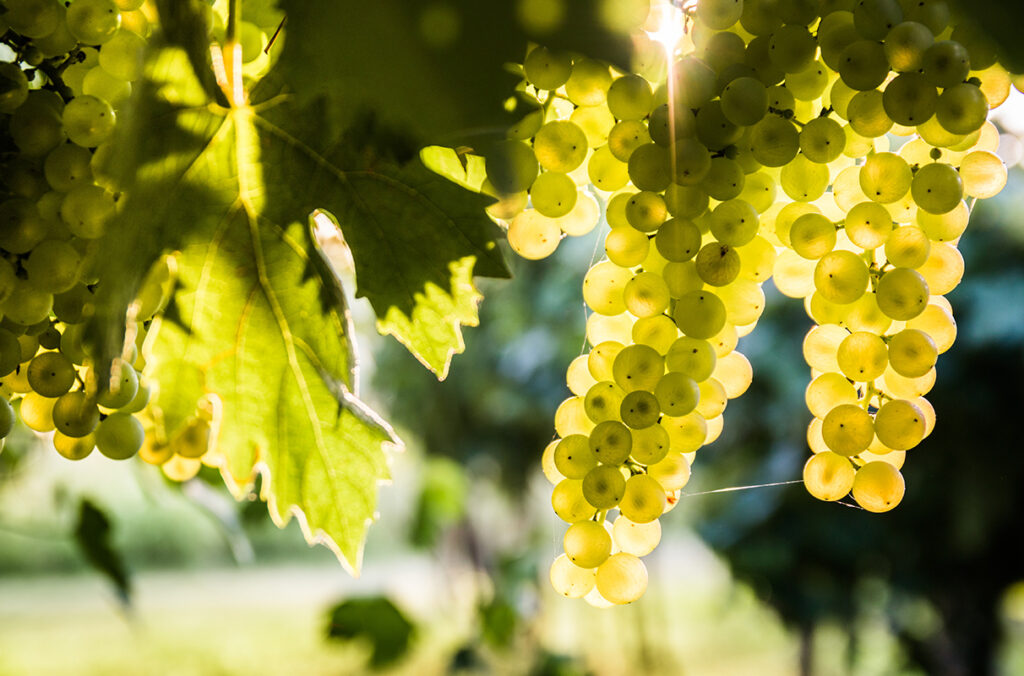 Closeup of Sauvignon blanc grapes