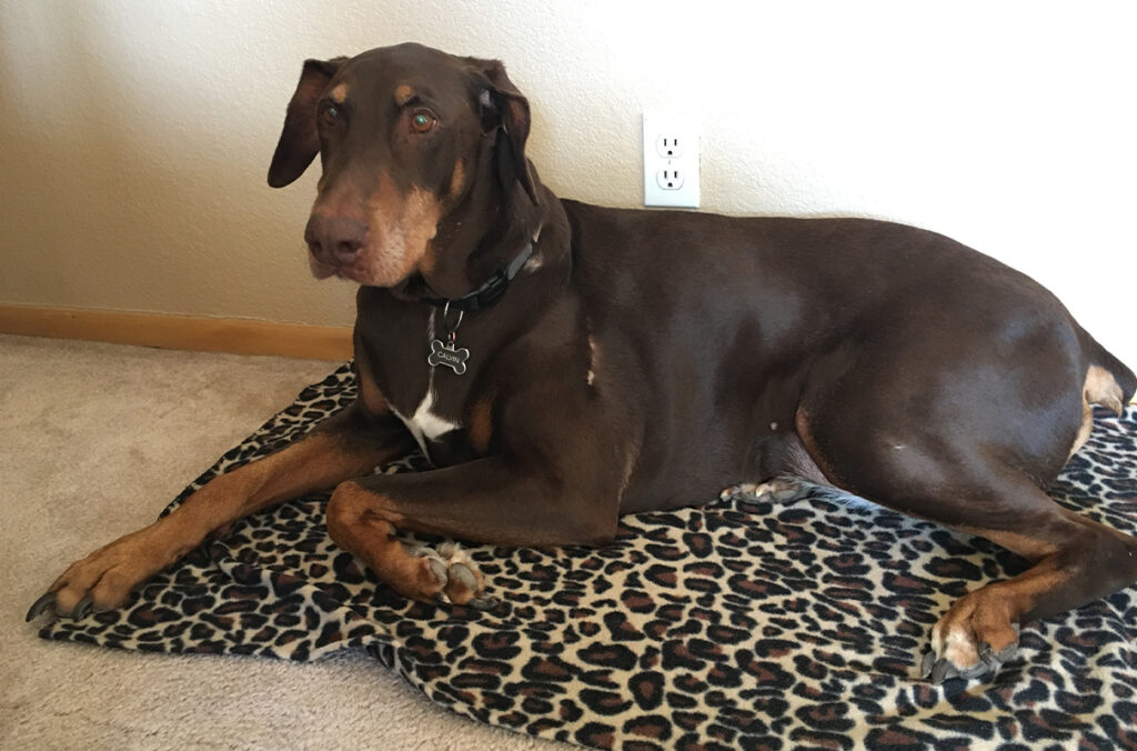 Closeup of Calvin, a 9 years old Doberman.