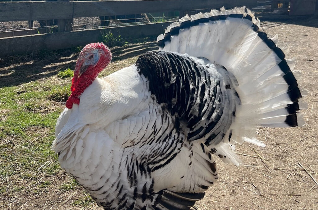 Closeup of Jack Tripper, a 7-year-old royal palm turkey.
