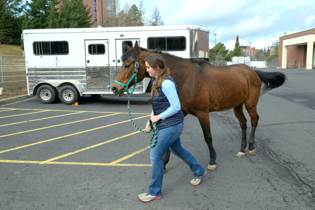 Trenna Pannier walks with her horse through a parking lot.