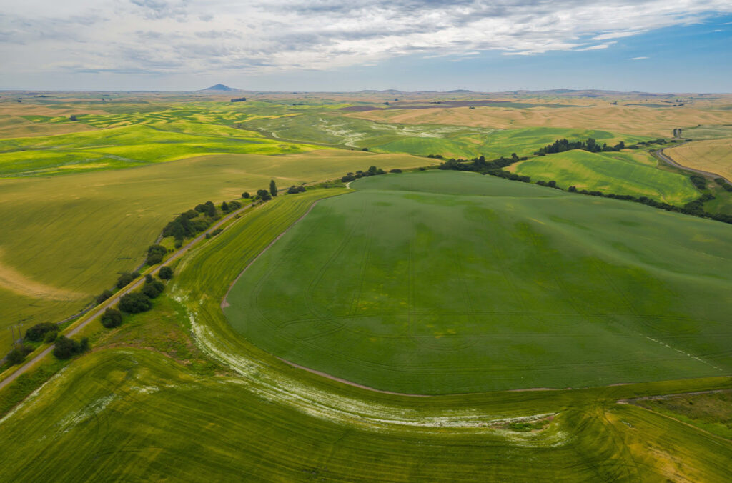 Rolling hills of wheat and canola create a mosaic landscape near Tekoa, Washington. A newly launched WSU research project will study the effects of biochar and hemp on crop fields at Tekoa and other farms in central Washington state.